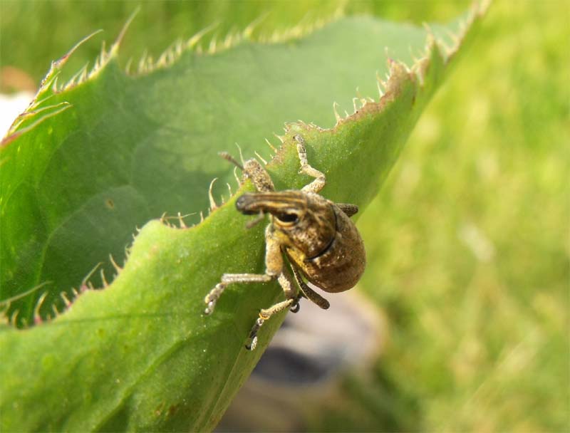 Curculionide lacustre maremmano da ID: Cleoninae